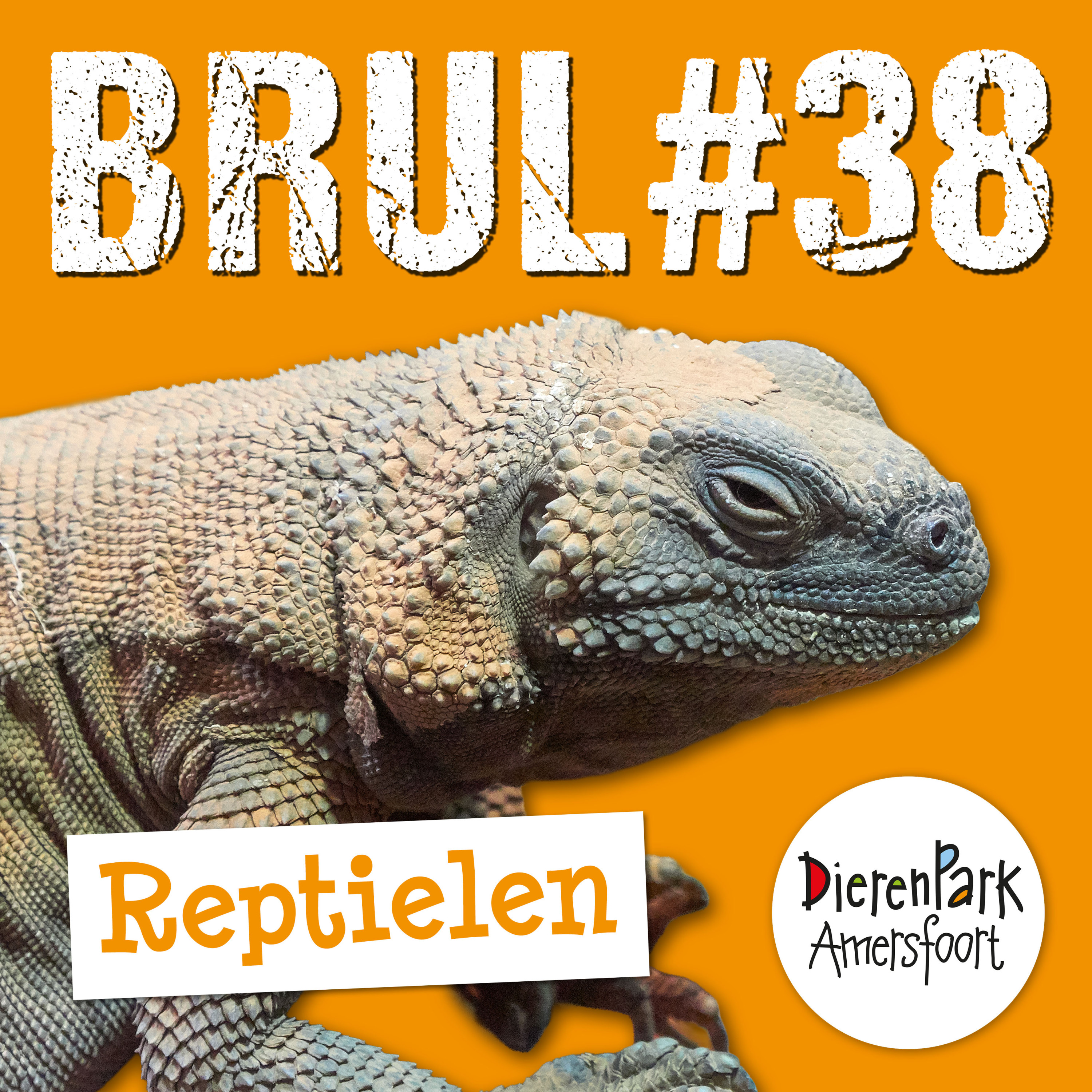 Reptielen, insecten en amfibieën🦎🕷️ | BRUL #38