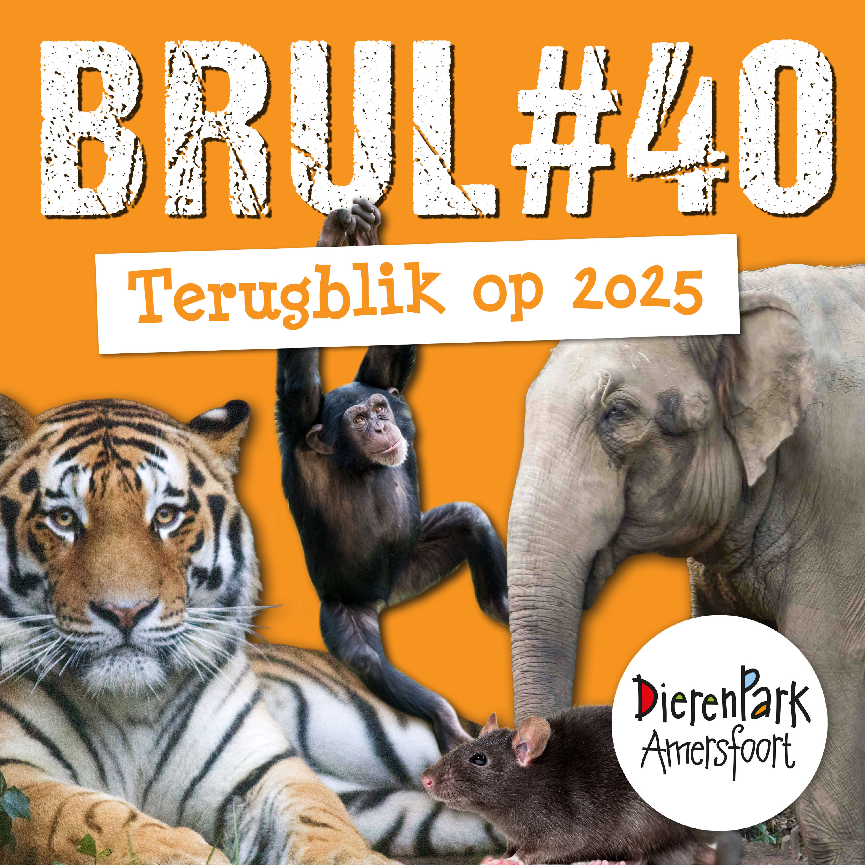 Terugblik op 2025 🎇 | BRUL #40