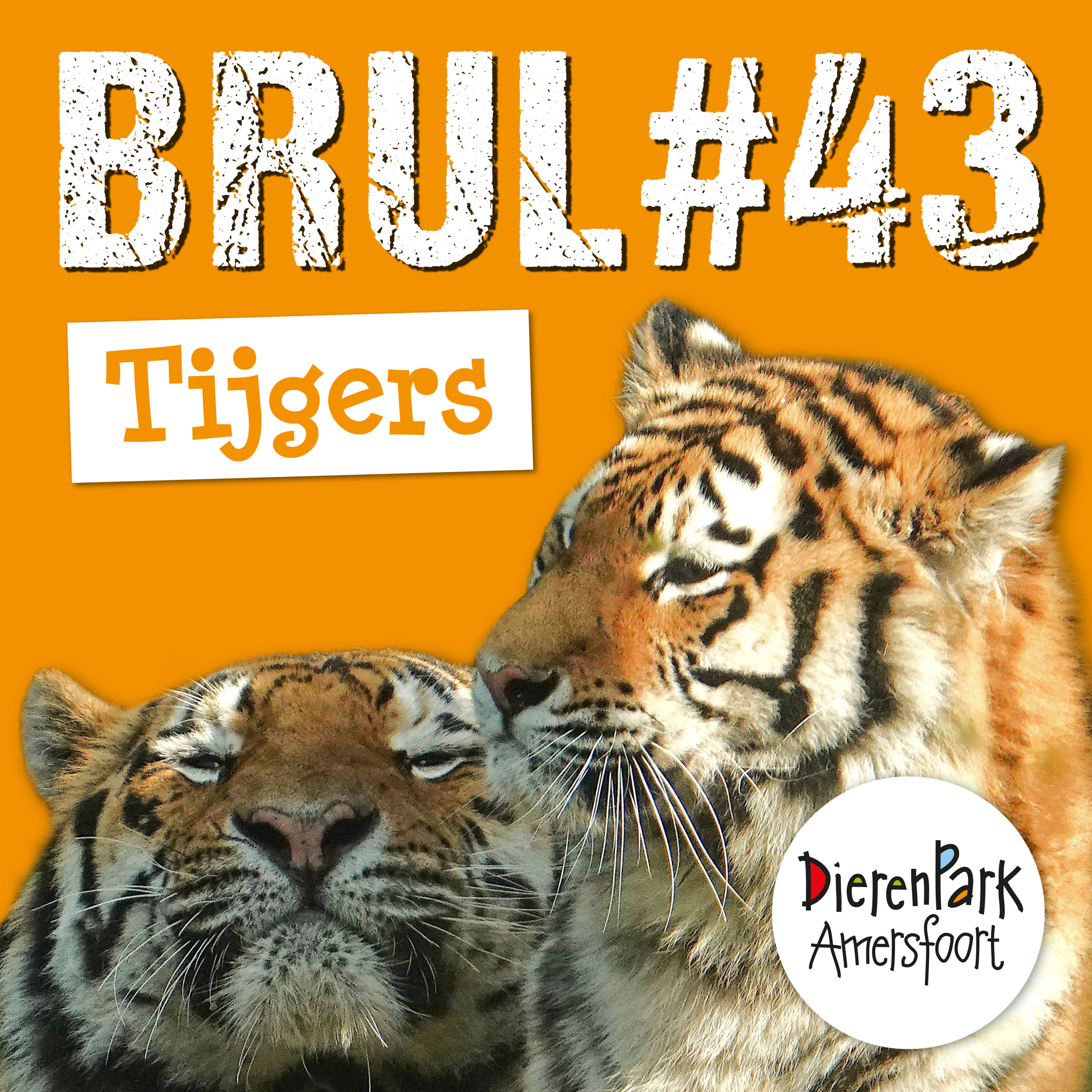 Tijger ontmoet tijger 🐅🐅 | BRUL #43