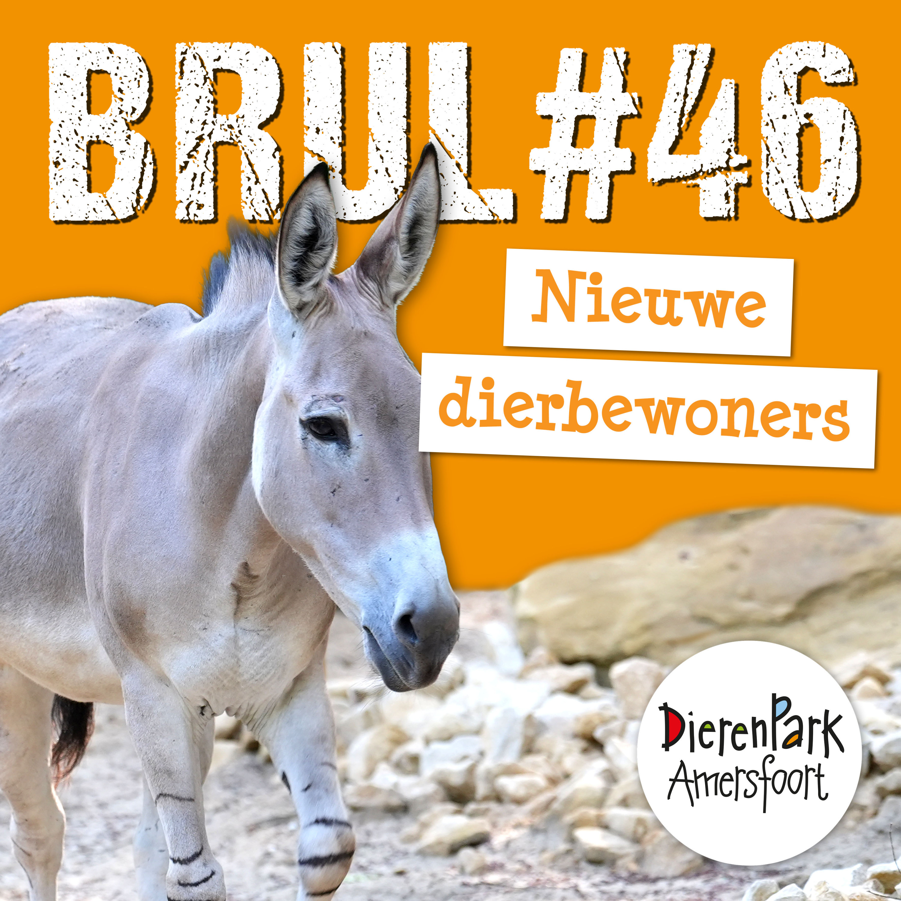 Onze nieuwste dierbewoners 🫏 | BRUL #46 Onze nieuwste dierbewoners 🫏 | BRUL #46