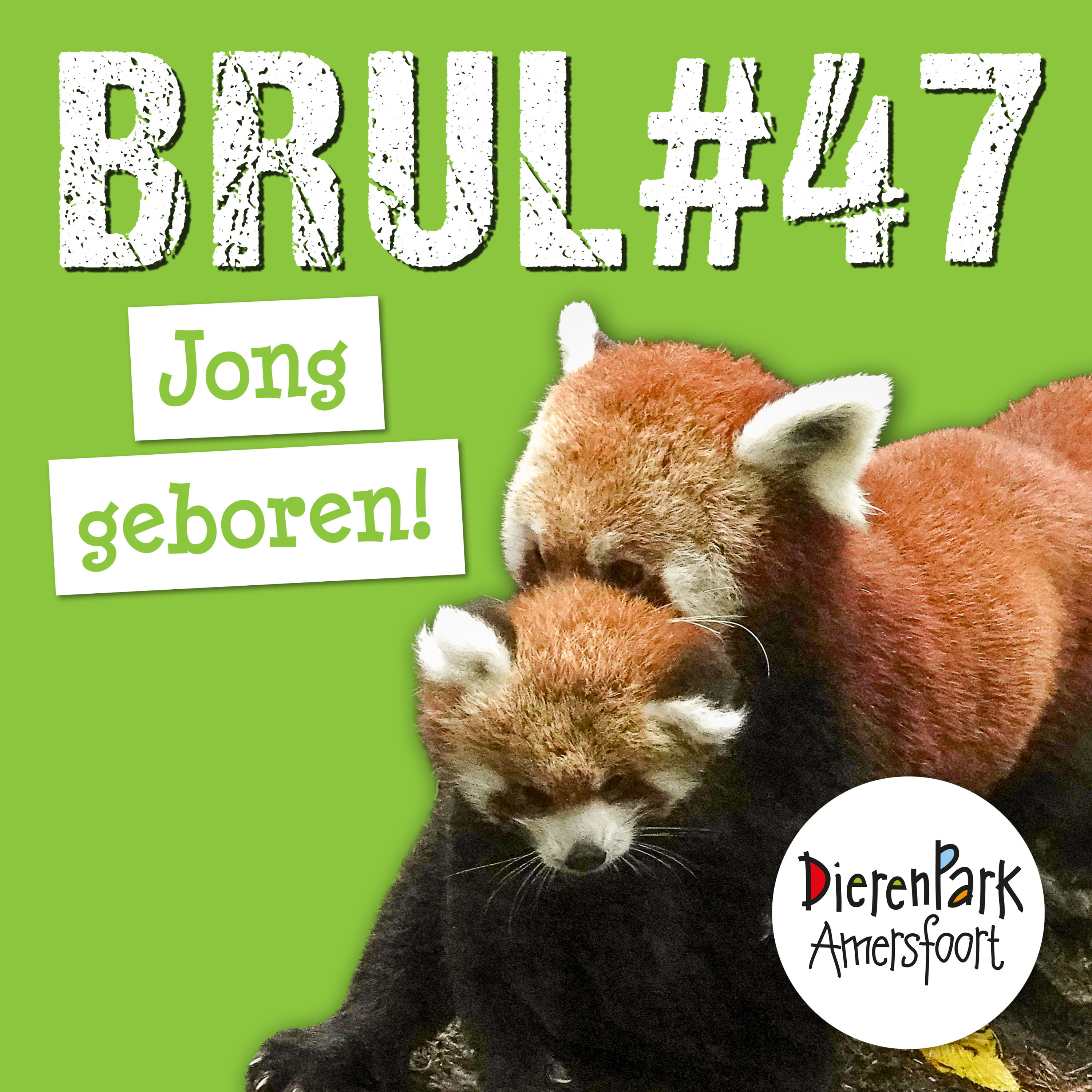 Klein, rood en pluizig ❤️ | BRUL #47 Klein, rood en pluizig ❤️ | BRUL #47