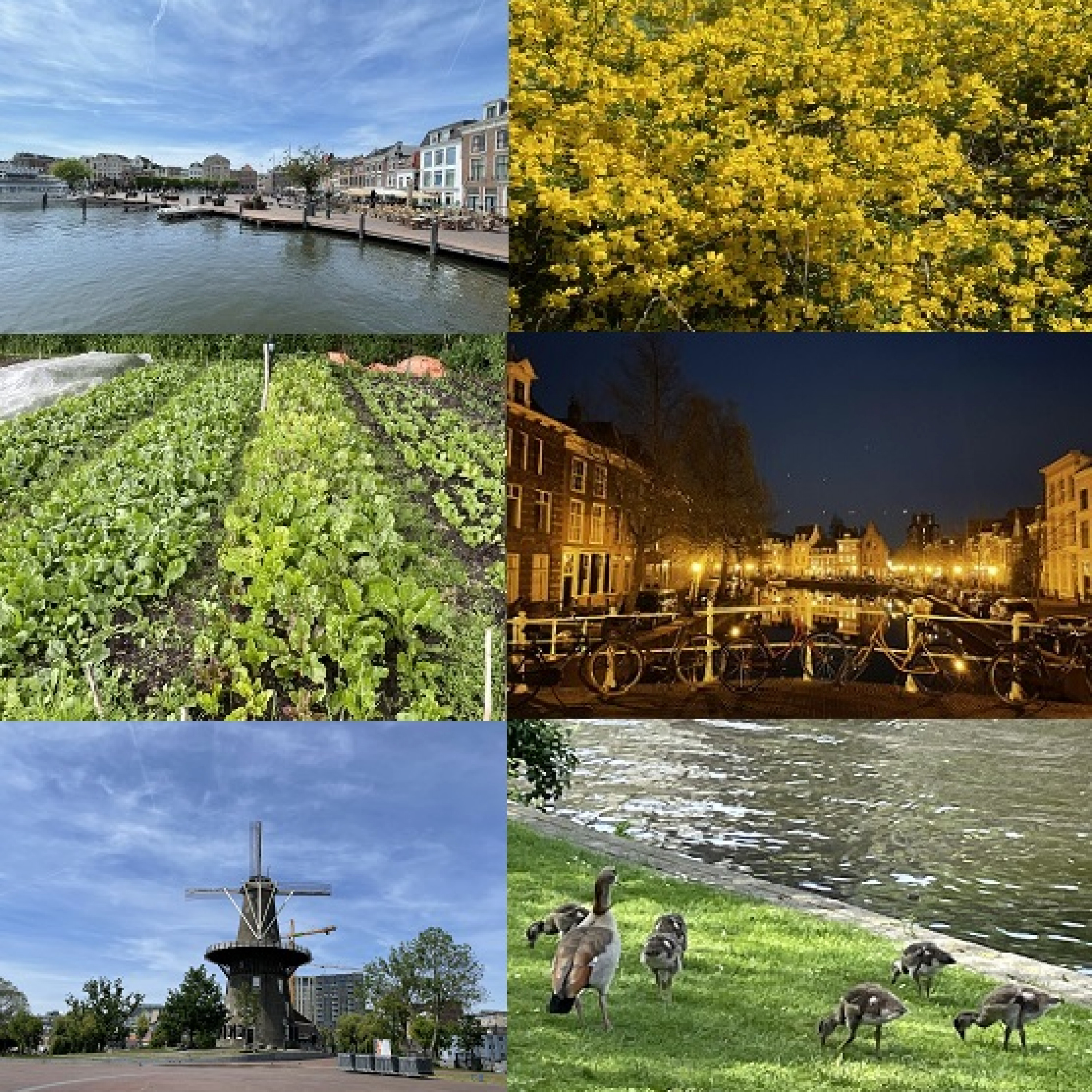 TRAILER NATUUR💚LEIDEN